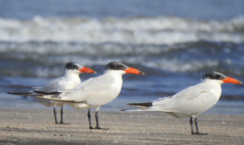 Caspian Tern - Rajaneesh  Ghadi