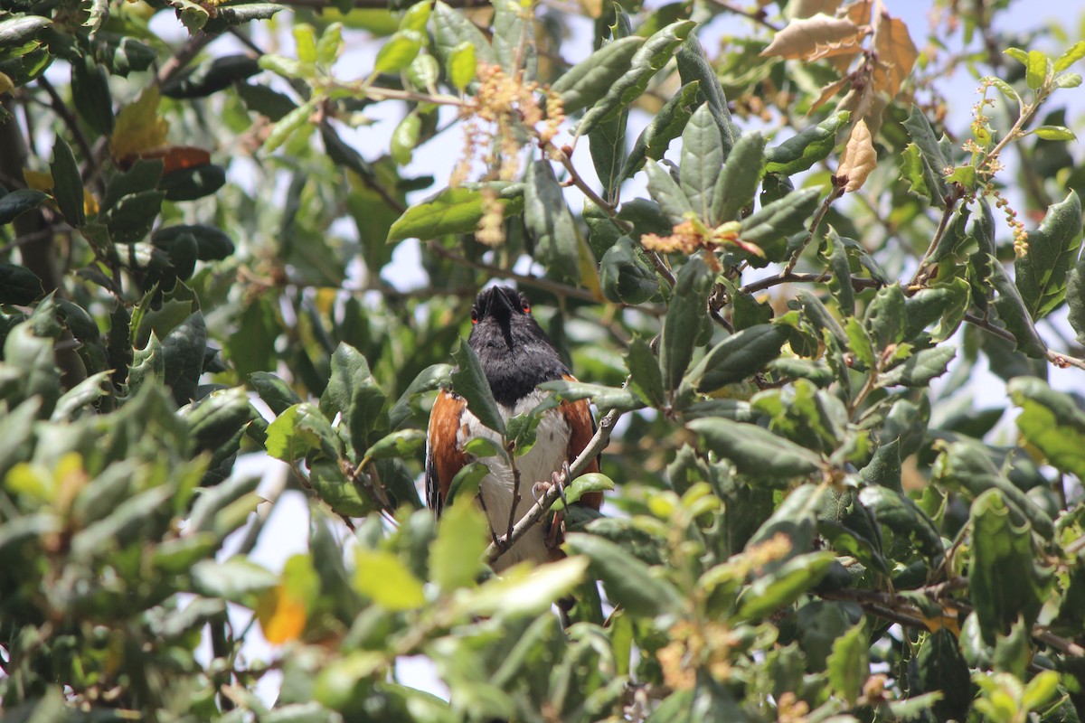 Spotted Towhee (oregonus Group) - ML319360441