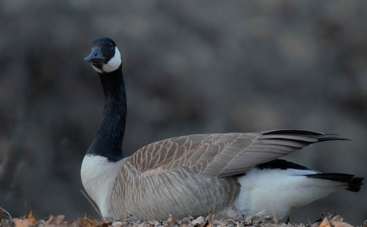 Canada Goose - ML319361751