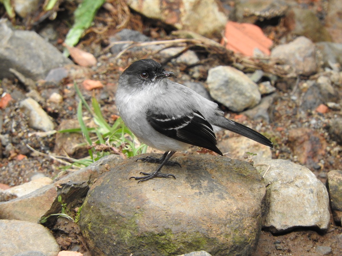 Torrent Tyrannulet - Daniela  Souza