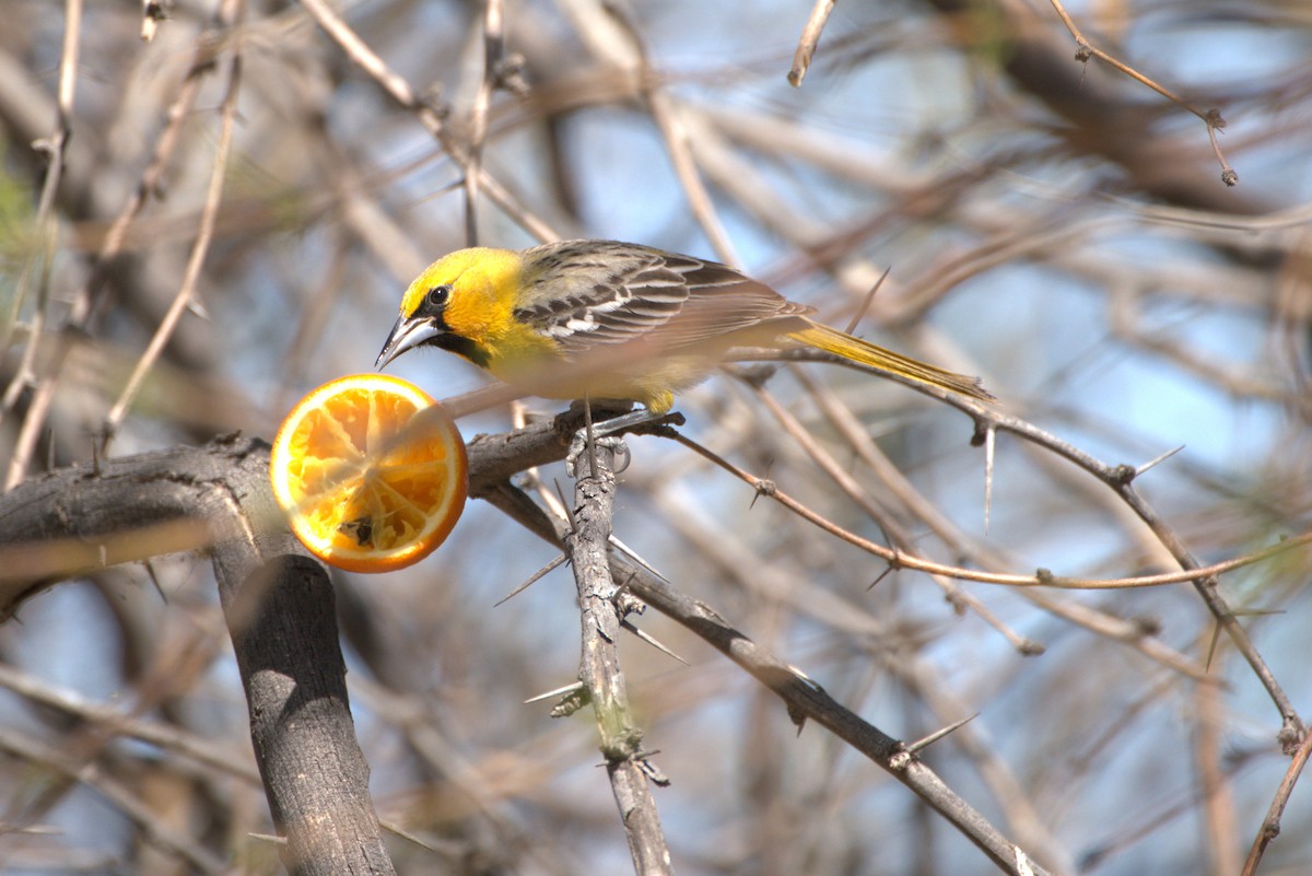Streak-backed Oriole - ML319368101