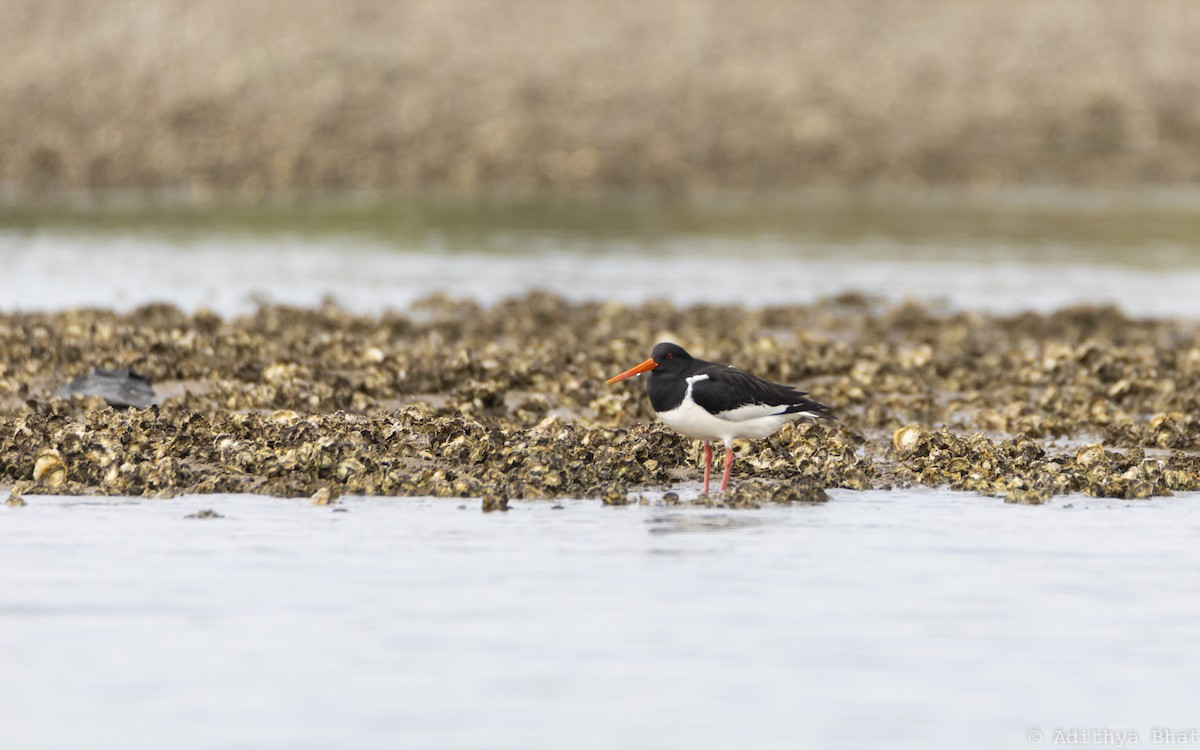 Eurasian Oystercatcher - ML319368411