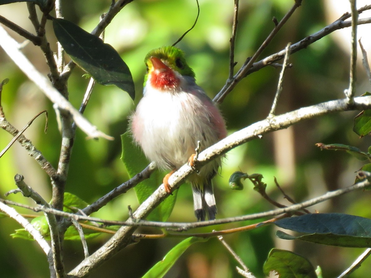 Cuban Tody - Rita Souza