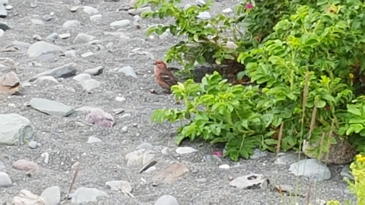 Pine Grosbeak - ML31936921