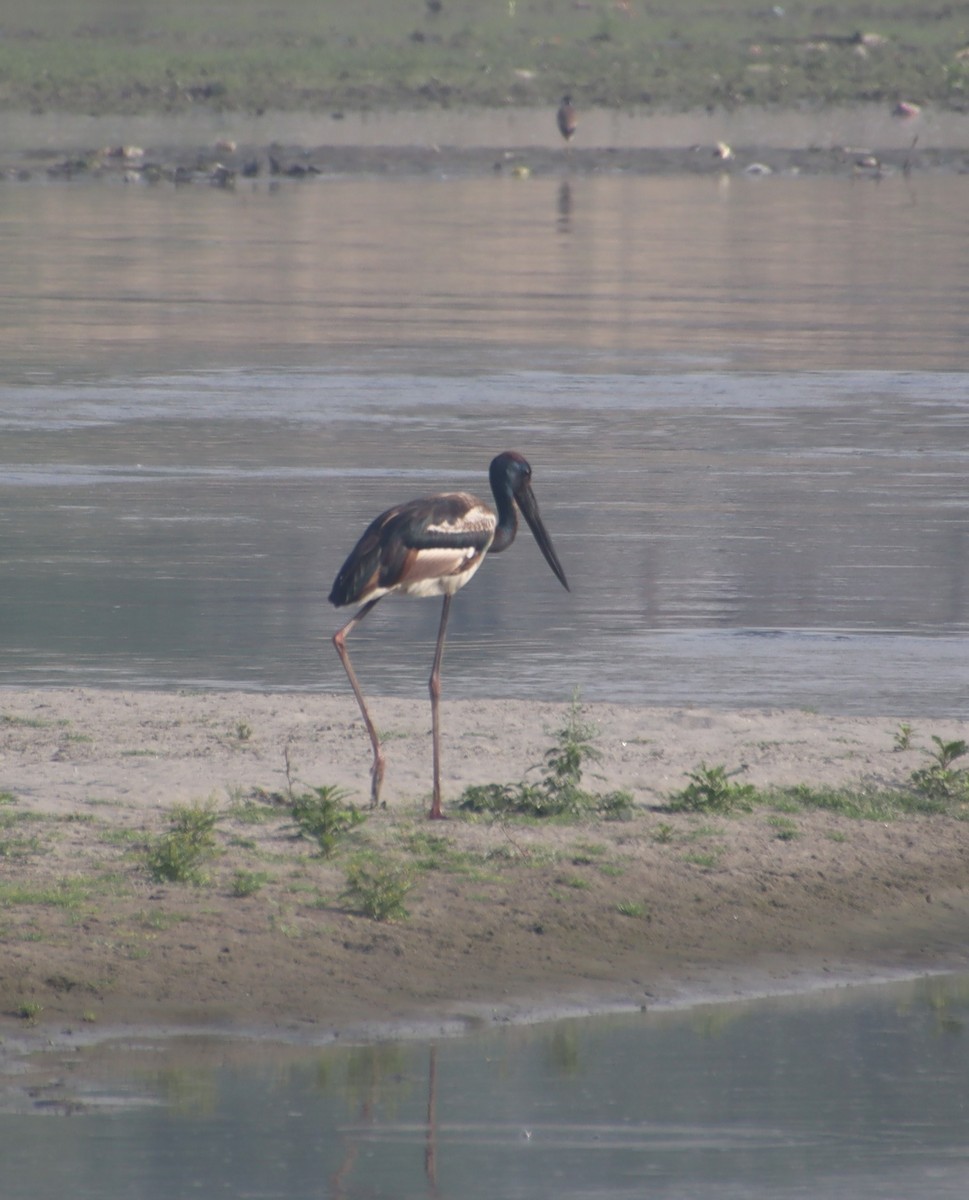 Black-necked Stork - ANURAG YADAV