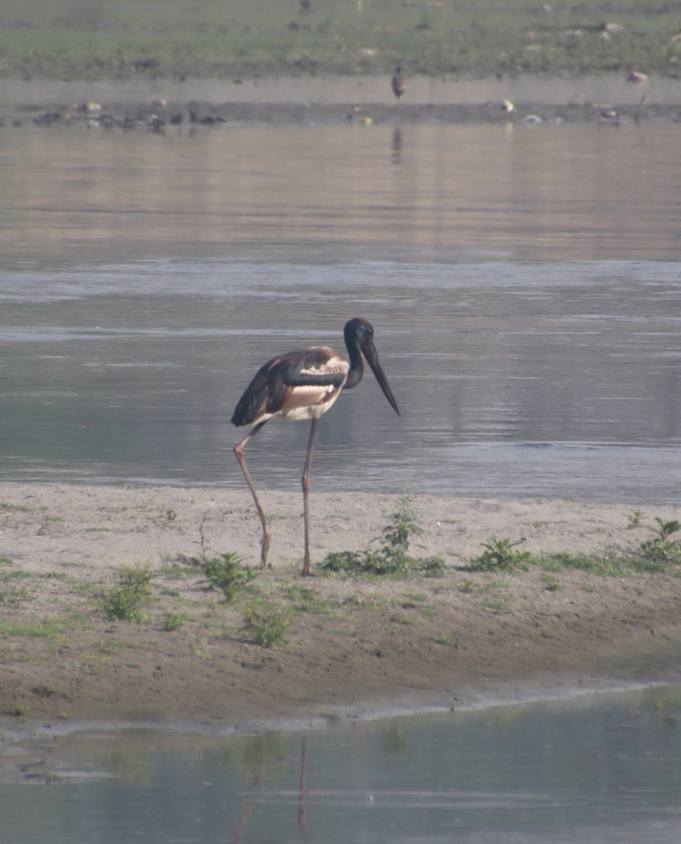 Black-necked Stork - ML319369431