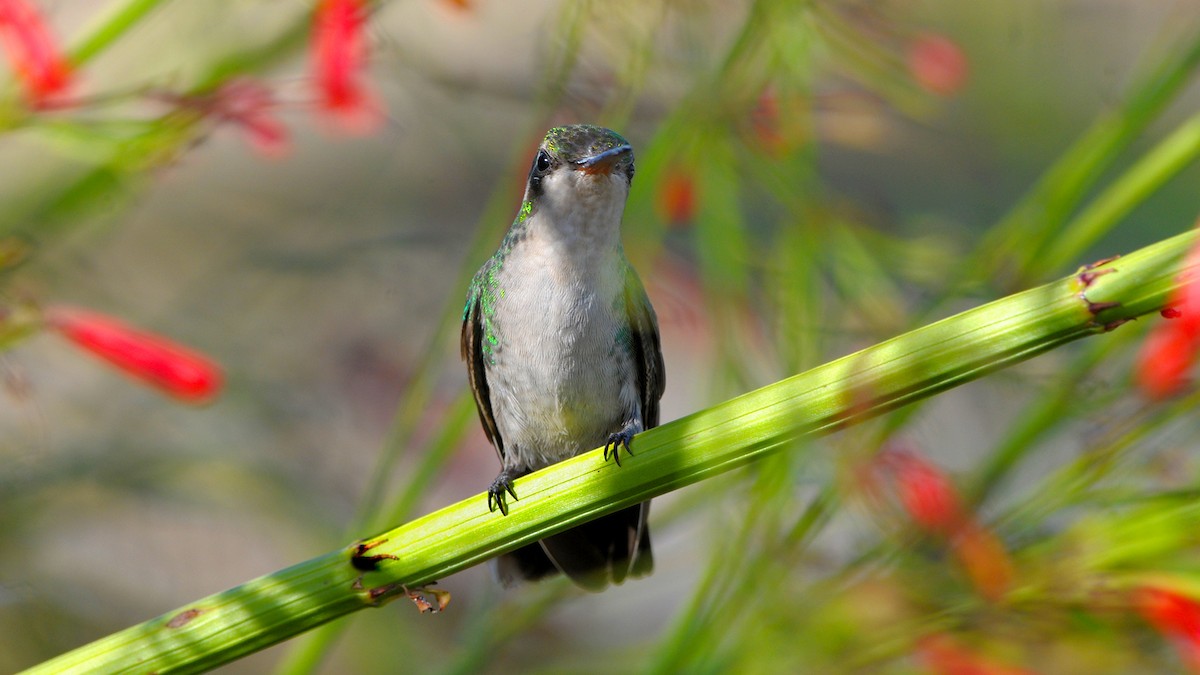 Glittering-bellied Emerald - ML319373371