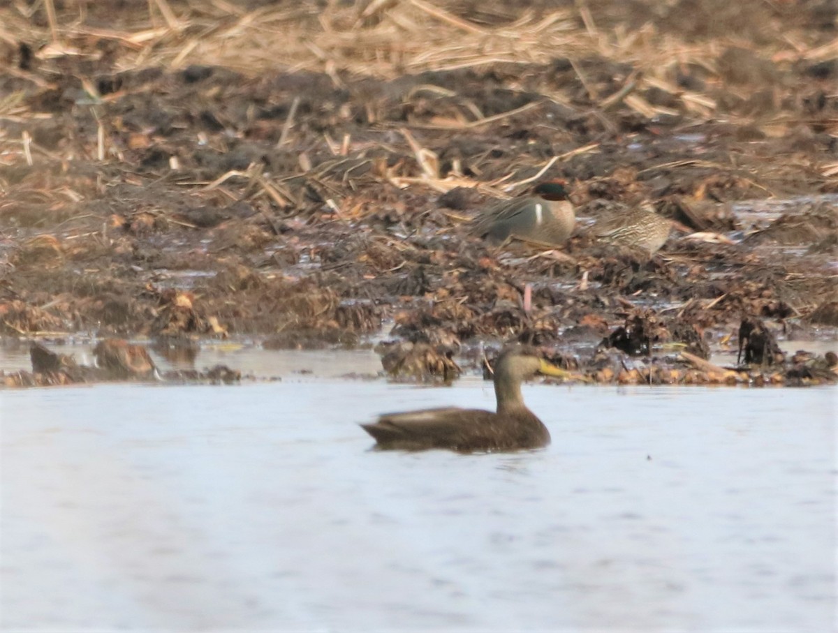 American Black Duck - ML319373431