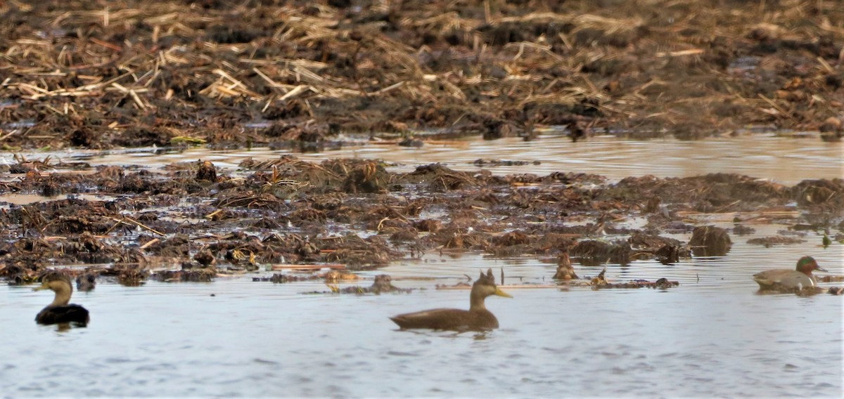 American Black Duck - ML319373441