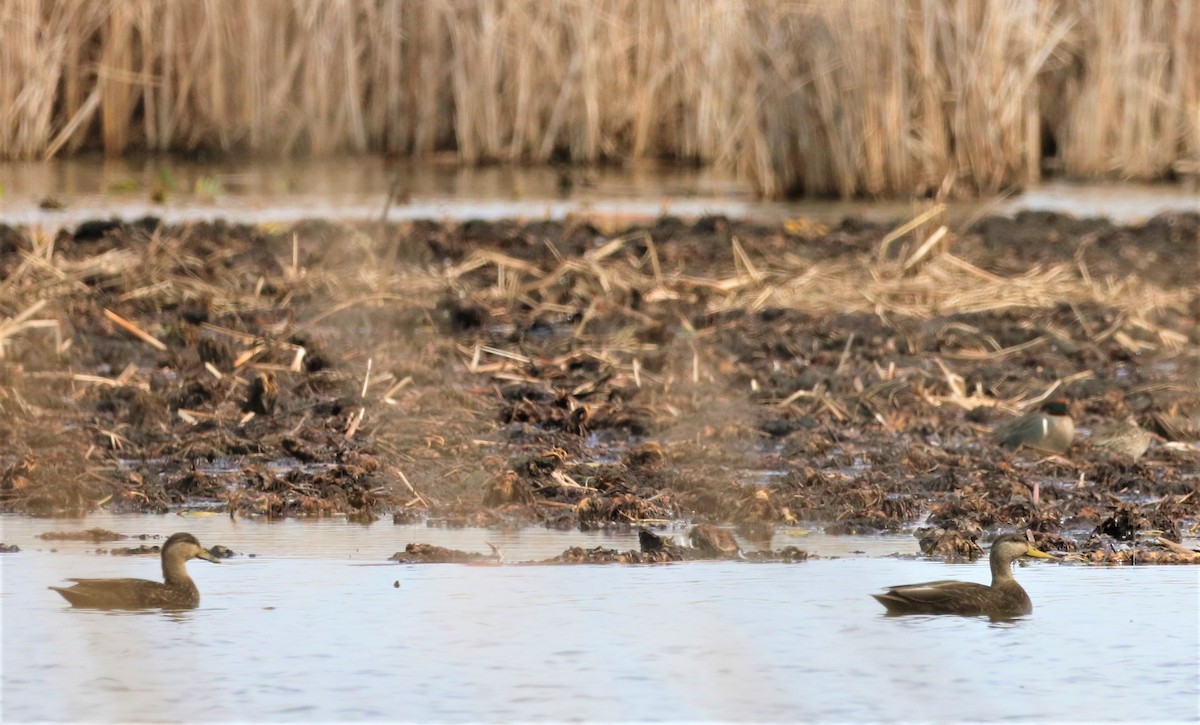 American Black Duck - ML319373451