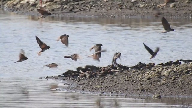 Streak-throated Swallow - ML319375071