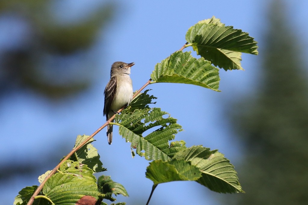 Alder Flycatcher - ML31937591