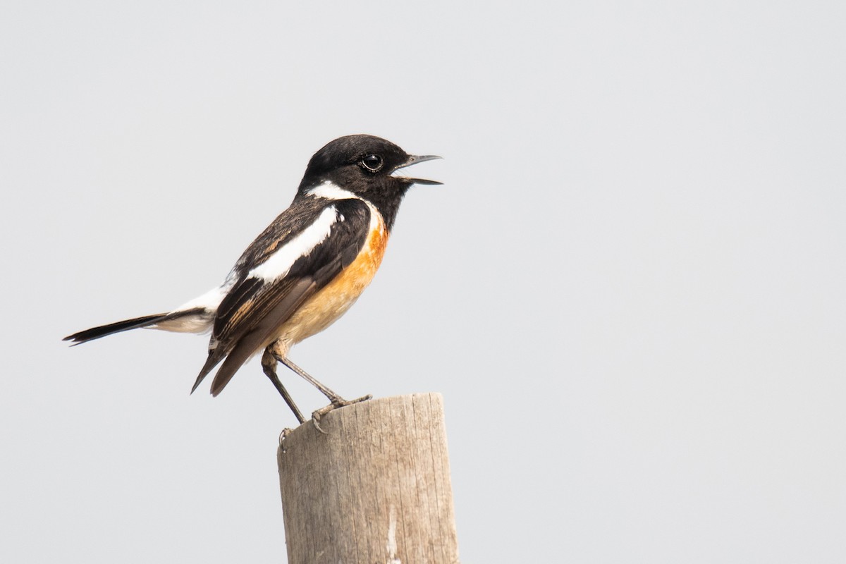 Siberian Stonechat - ML319380841