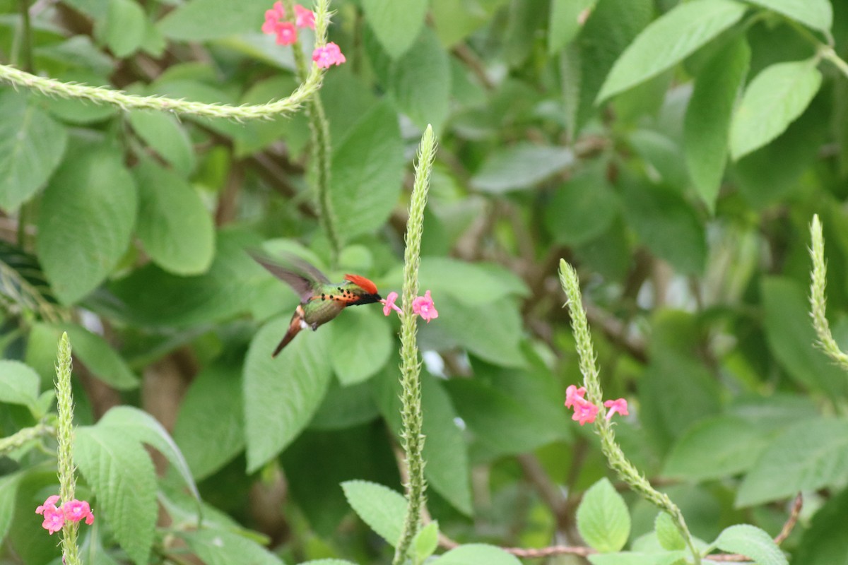 Tufted Coquette - ML319383671