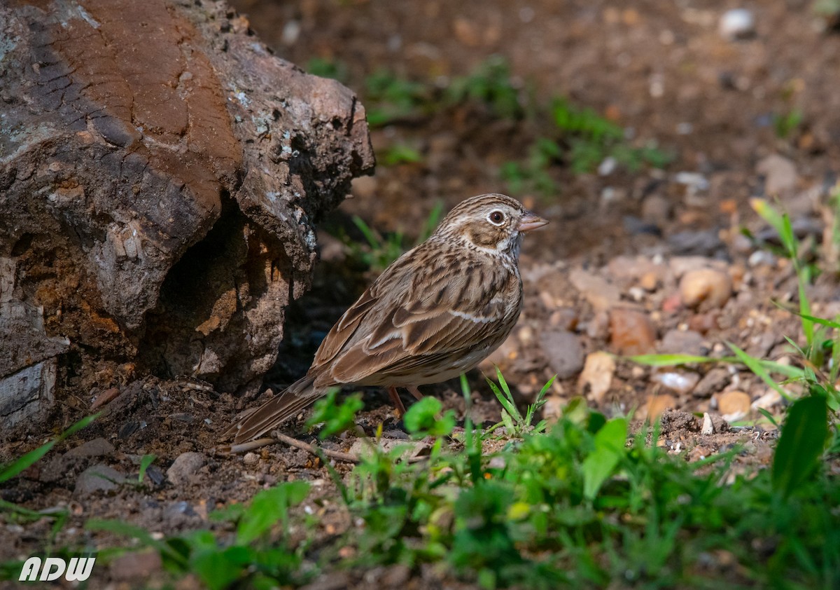 Vesper Sparrow - Ardell Winters