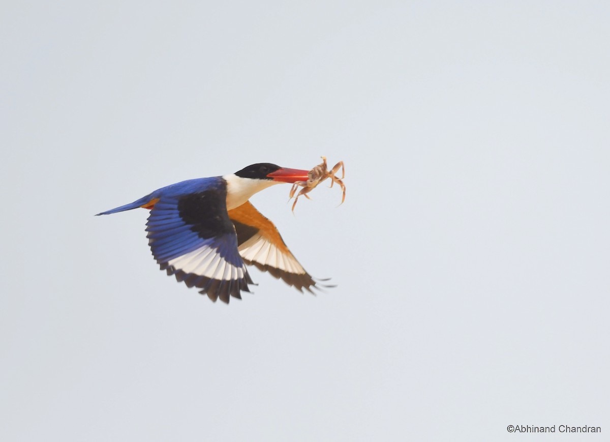 Black-capped Kingfisher - ML319385641