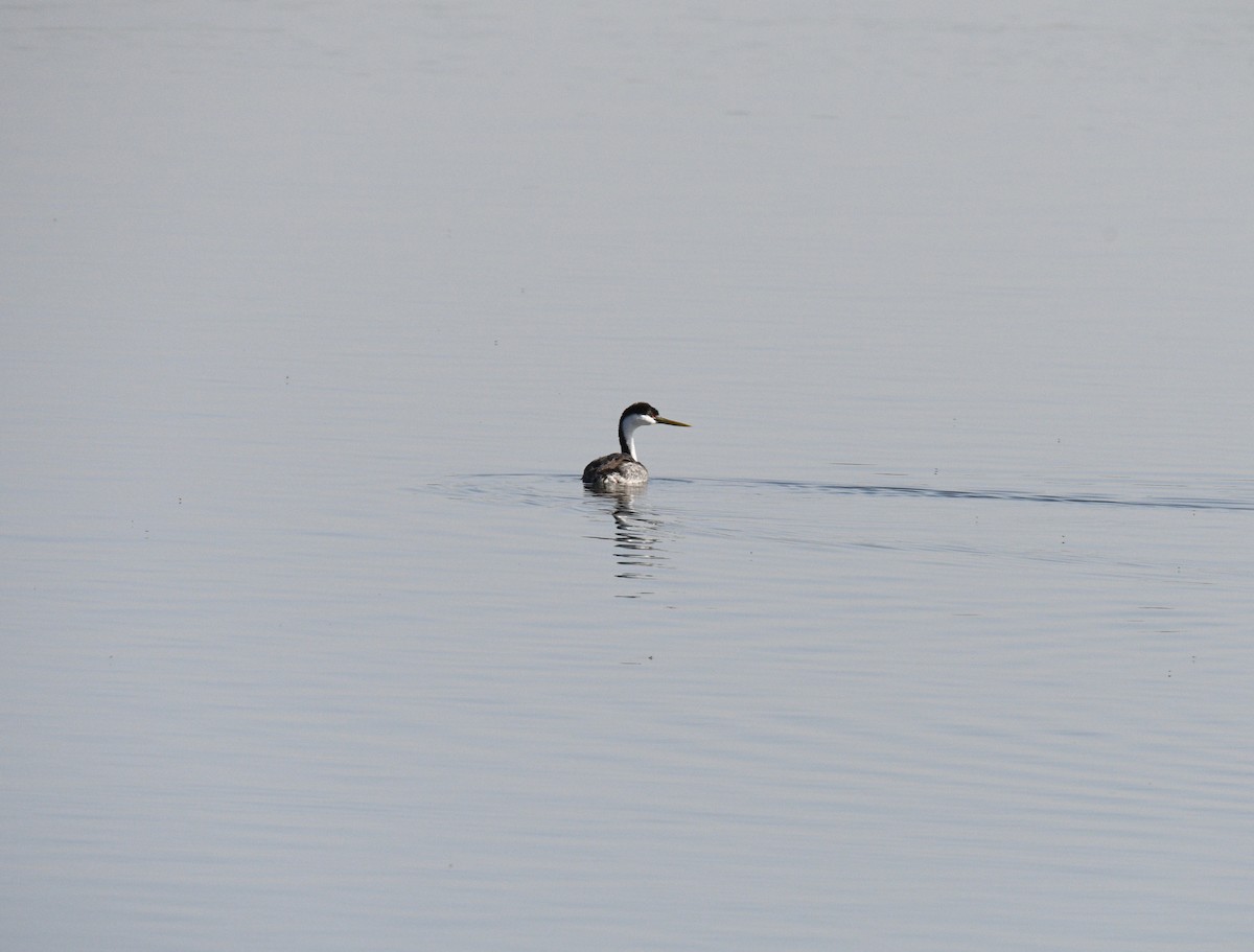 Western Grebe - ML319388981