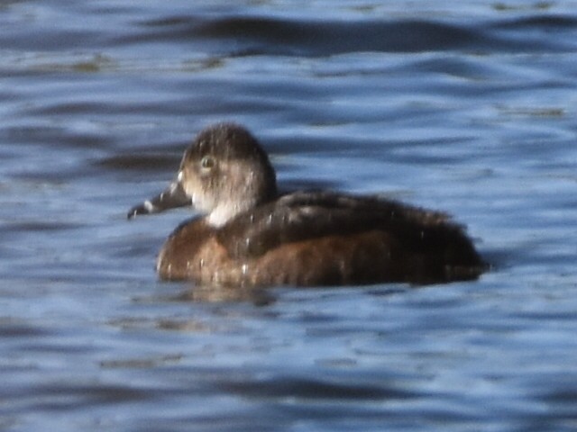 Ring-necked Duck - ML319389851