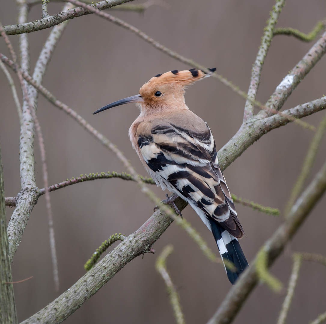 Eurasian Hoopoe - ML319391841