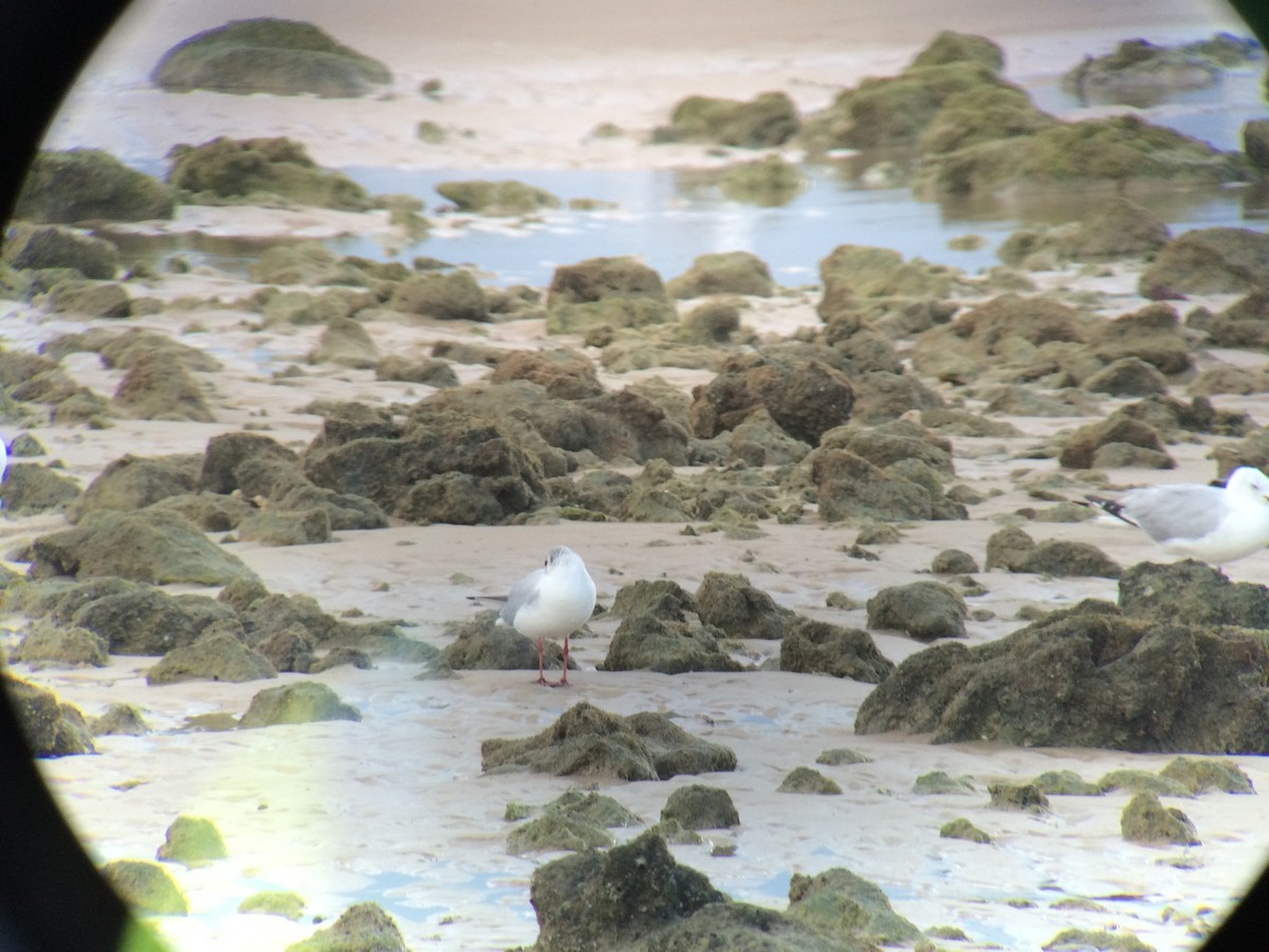 Black-headed Gull - ML319392131