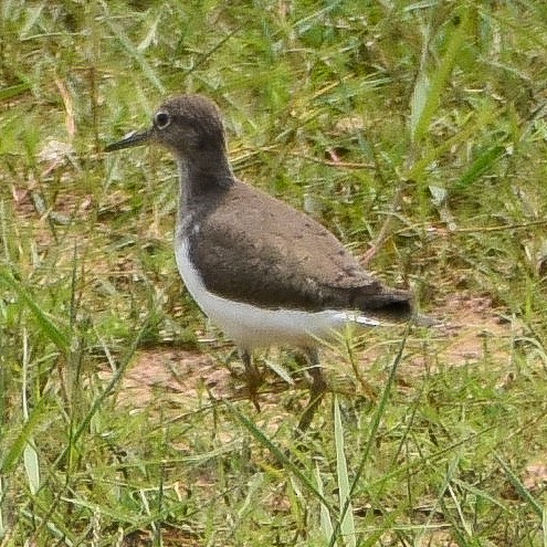 Common Sandpiper - ML319394991