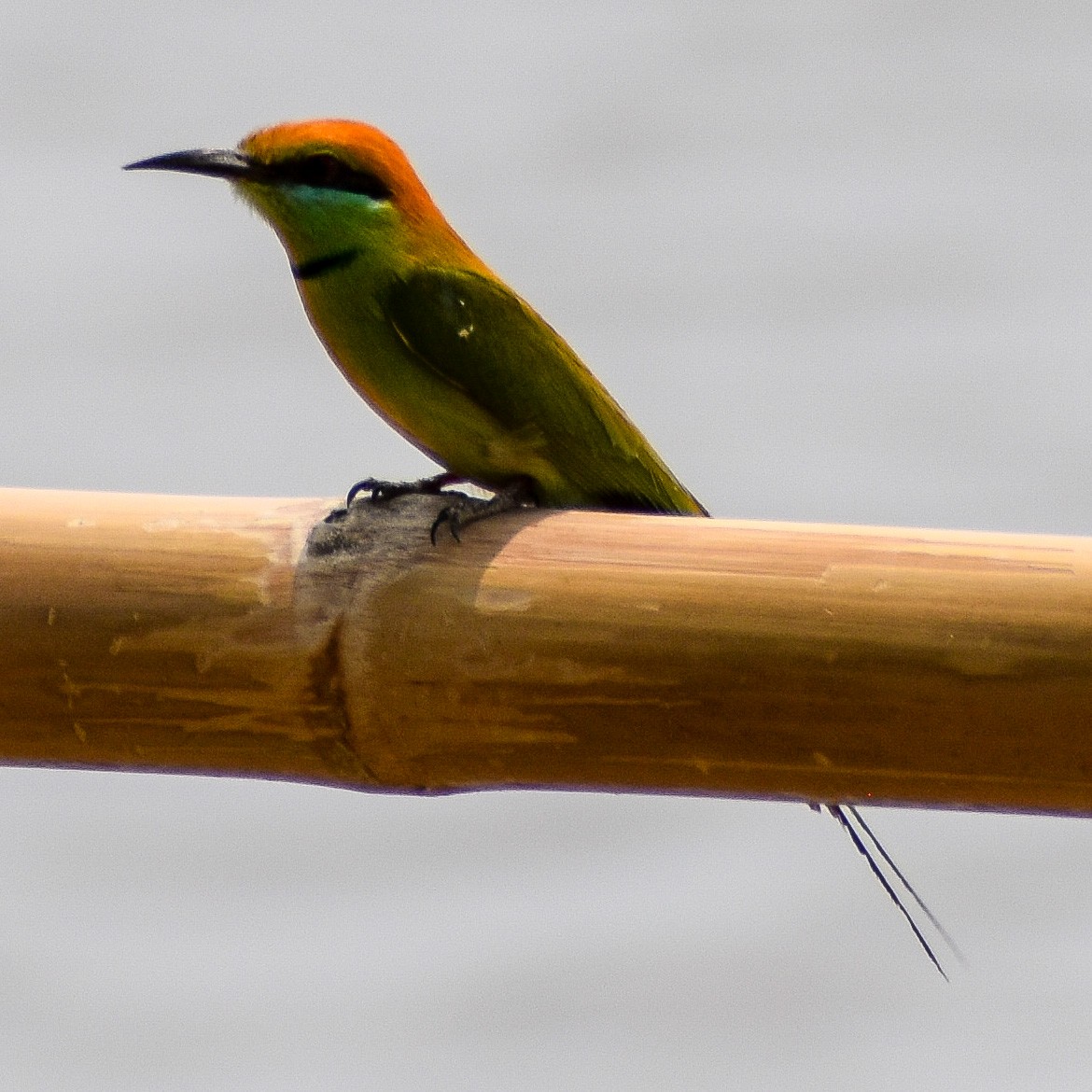 Asian Green Bee-eater - Robin Cupp