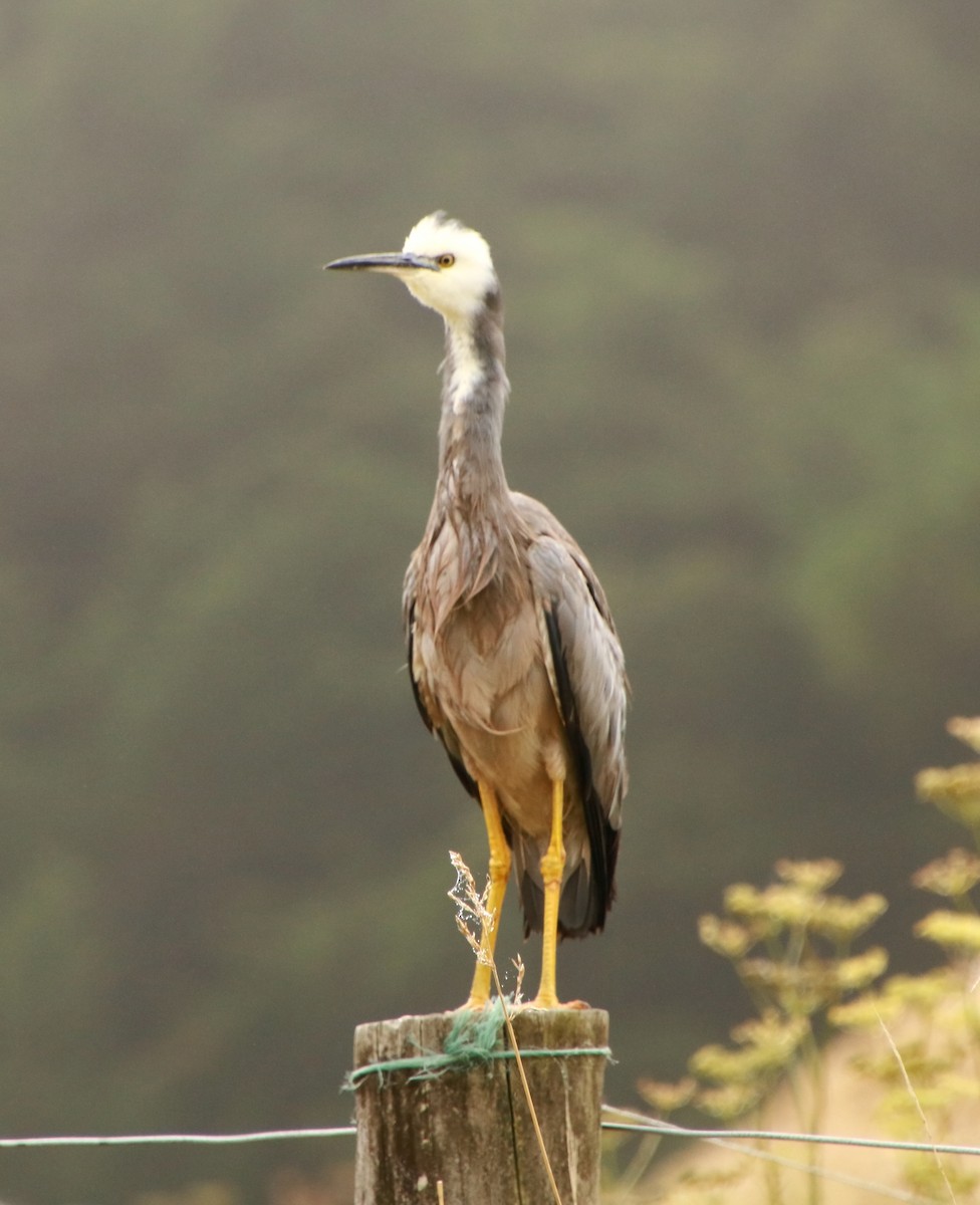 White-faced Heron - ML319396461