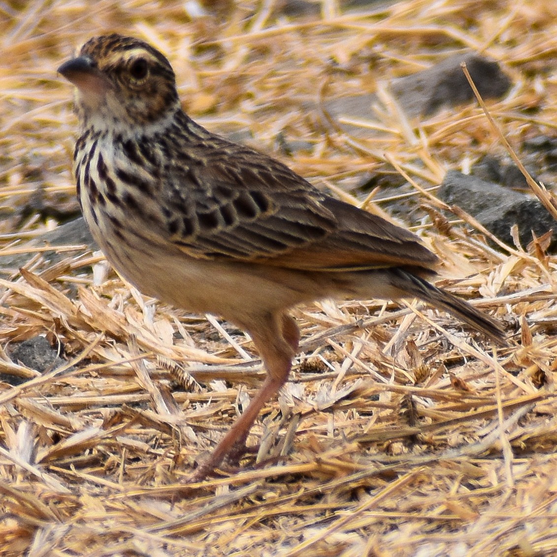 Indochinese Bushlark - ML319396601