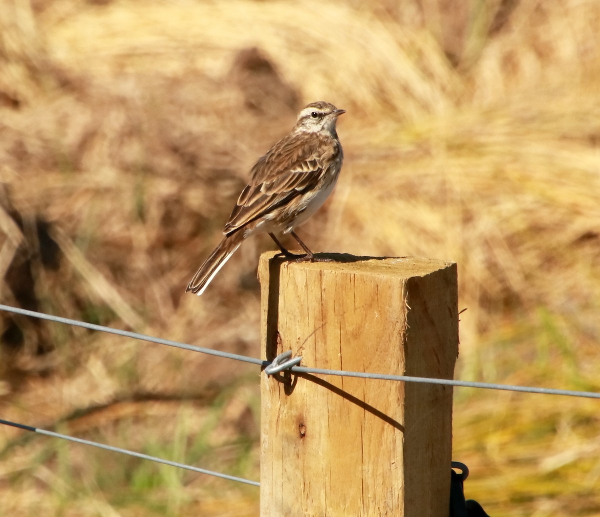 New Zealand Pipit - ML319396651