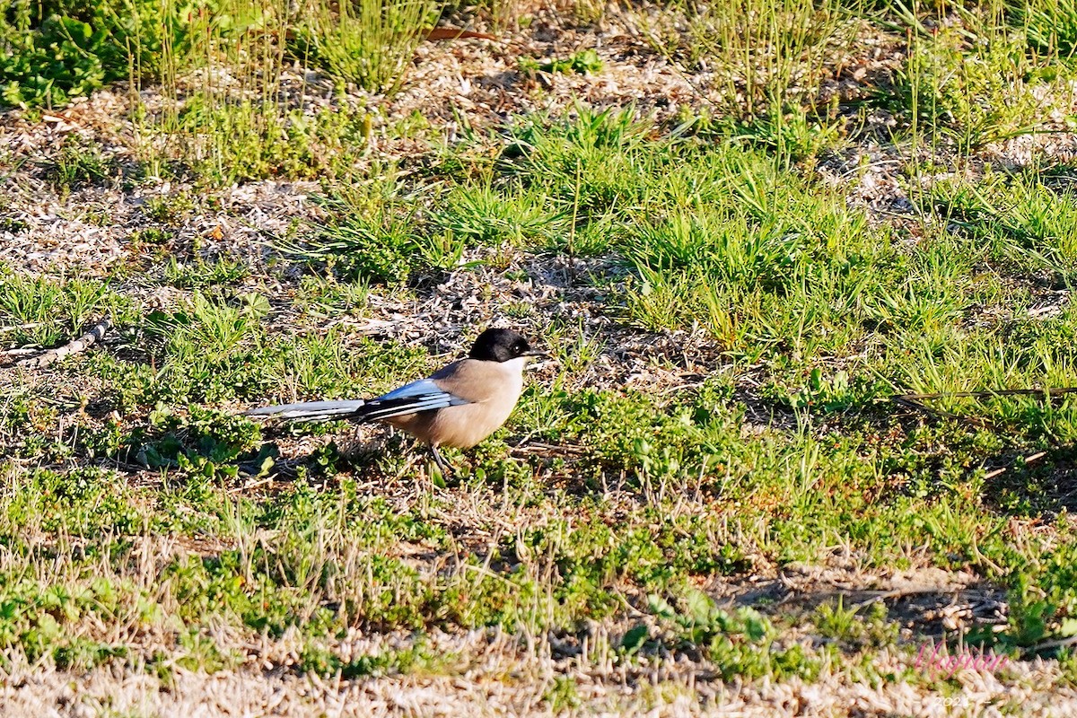 Iberian Magpie - ML319397731