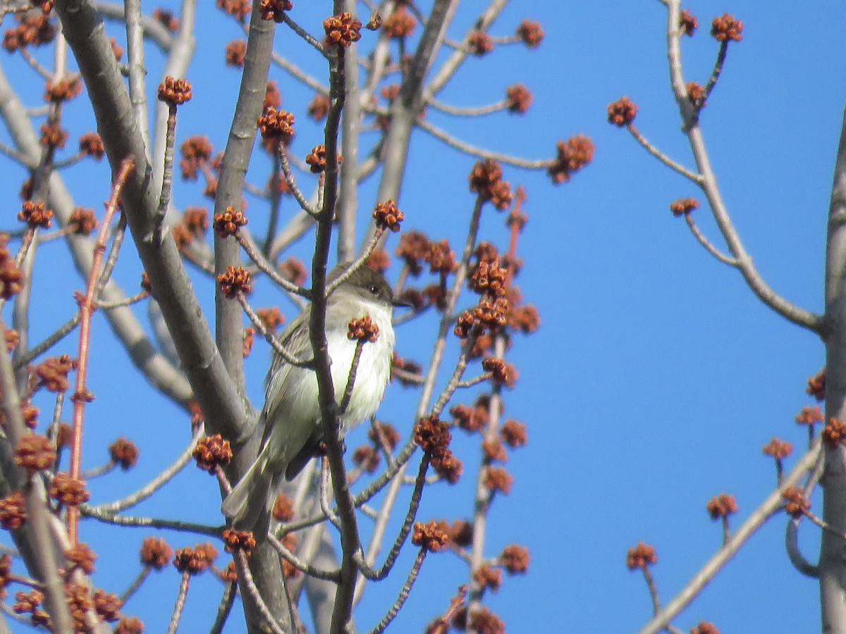 Eastern Phoebe - ML319398531