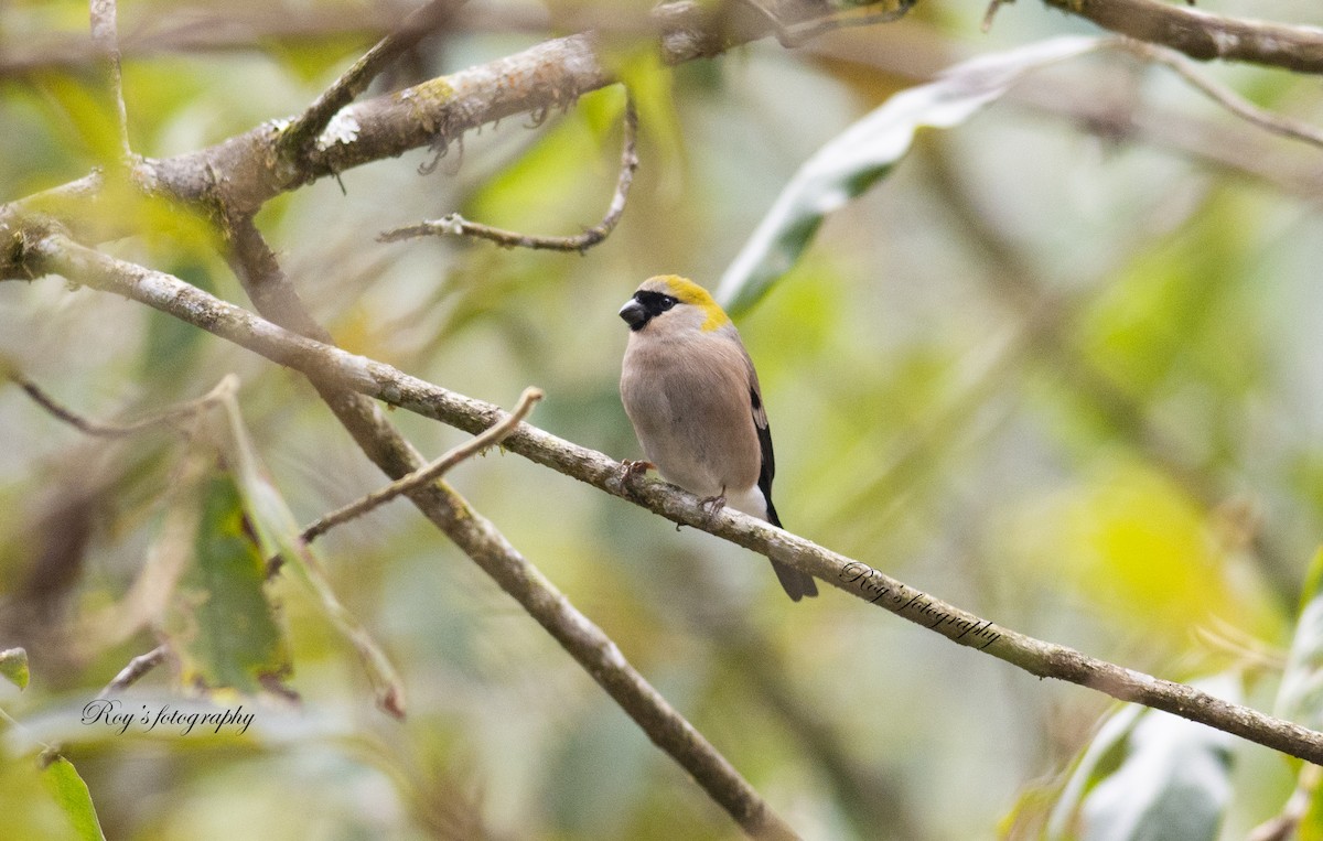 Red-headed Bullfinch - ML319398691