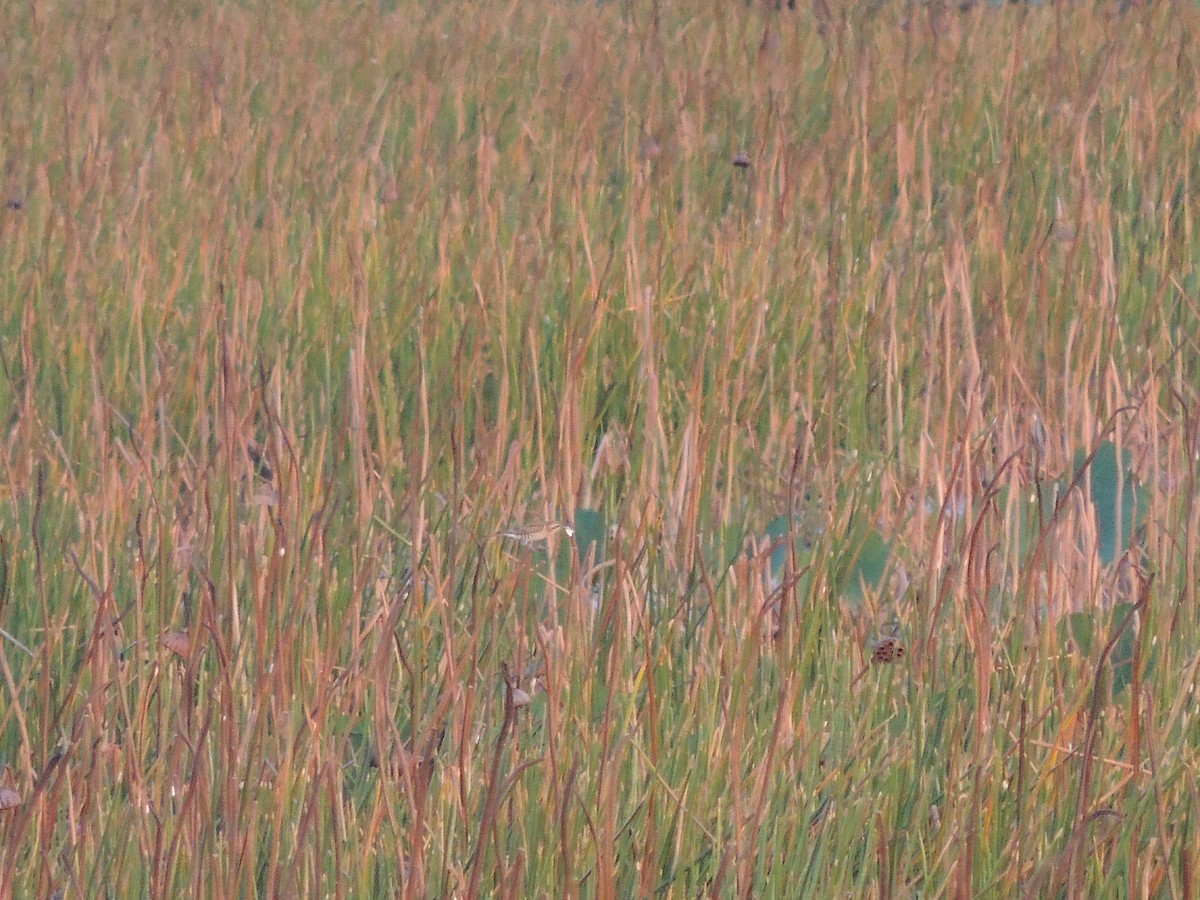 Horsfield's Bronze-Cuckoo - ML319398731