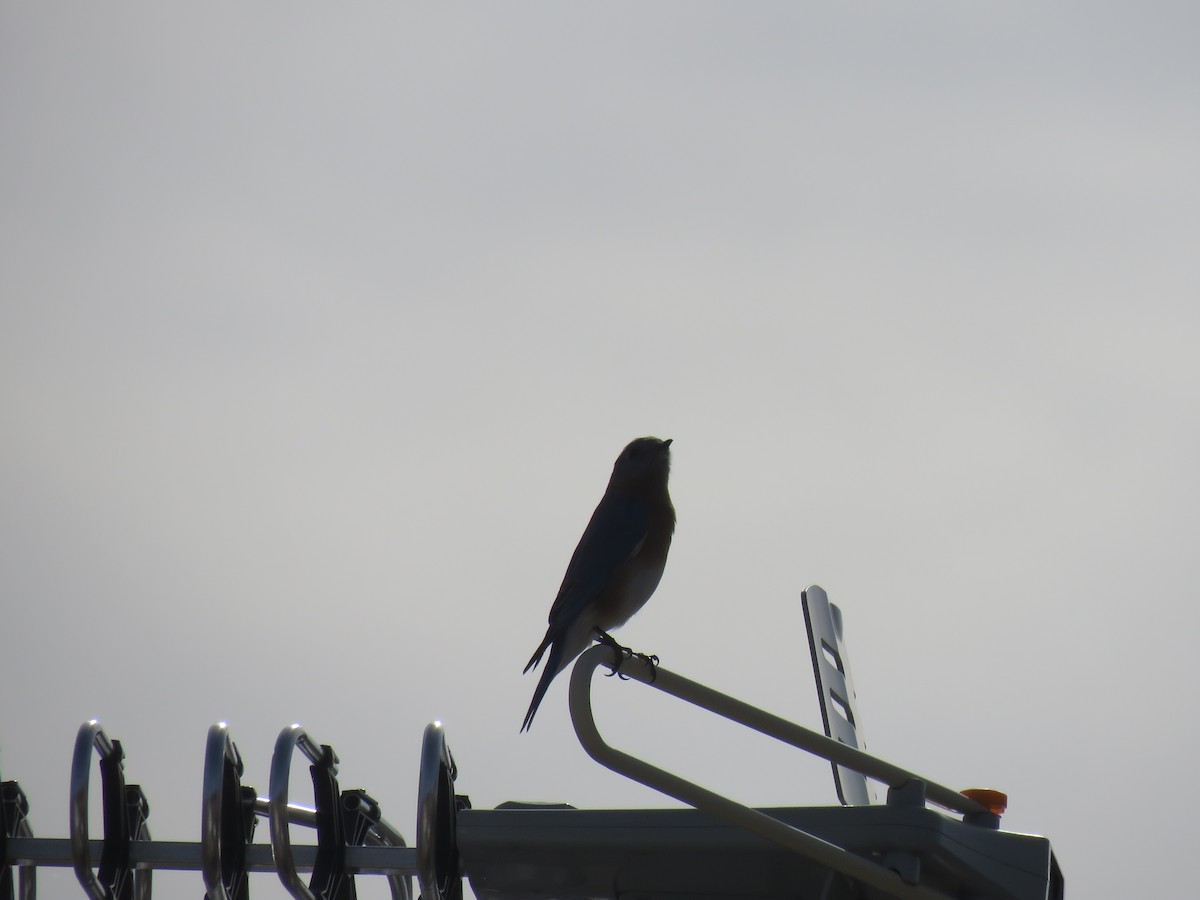 Eastern Bluebird - ML319399111