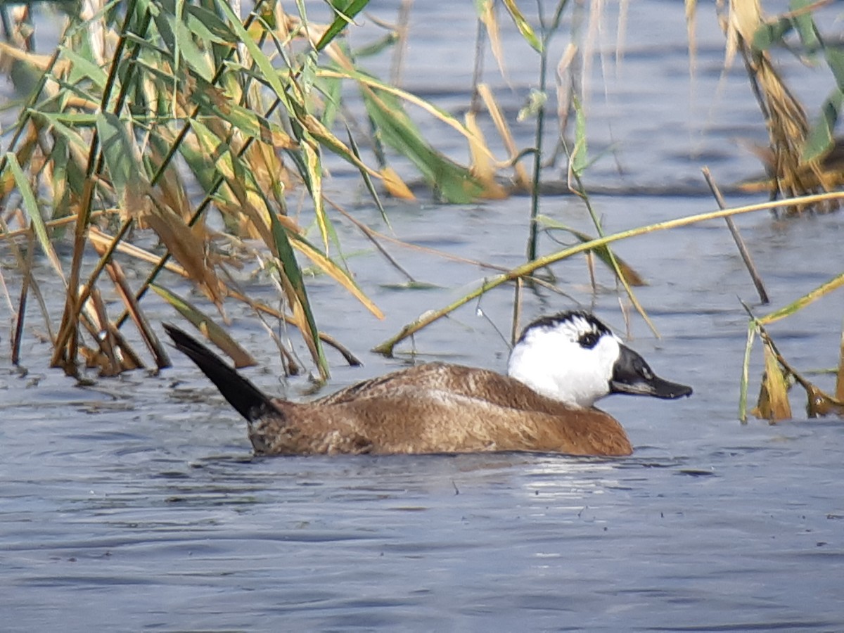 White-headed Duck - ML319401201