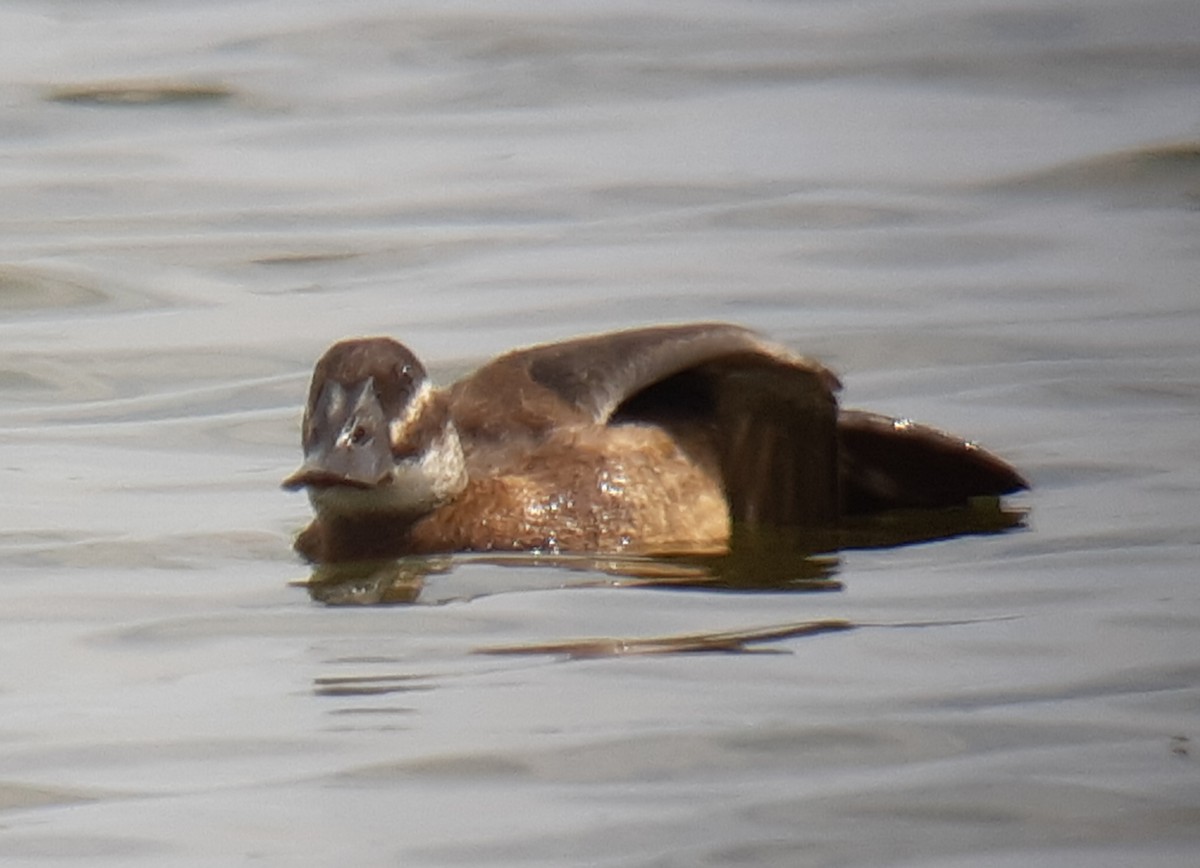 White-headed Duck - John Howes