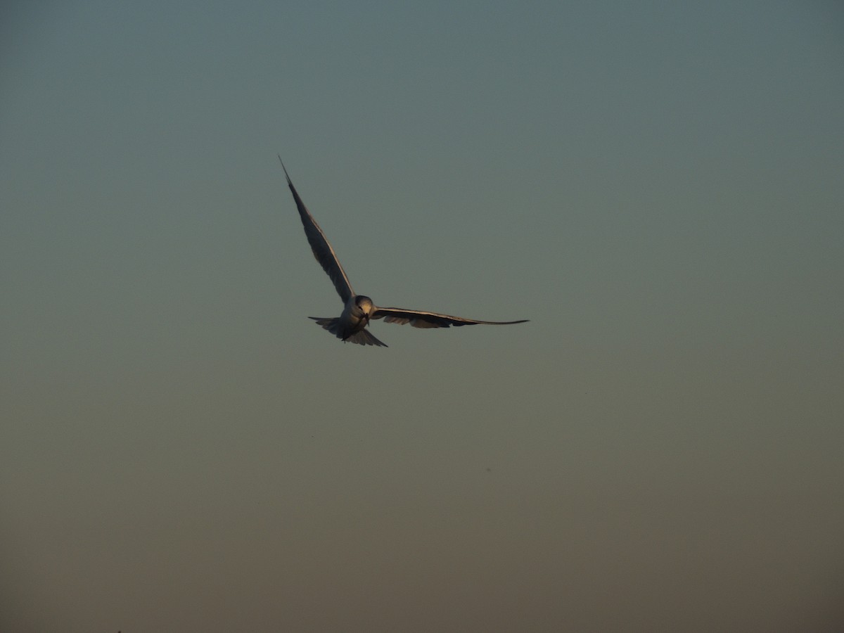 Whiskered Tern - George Vaughan