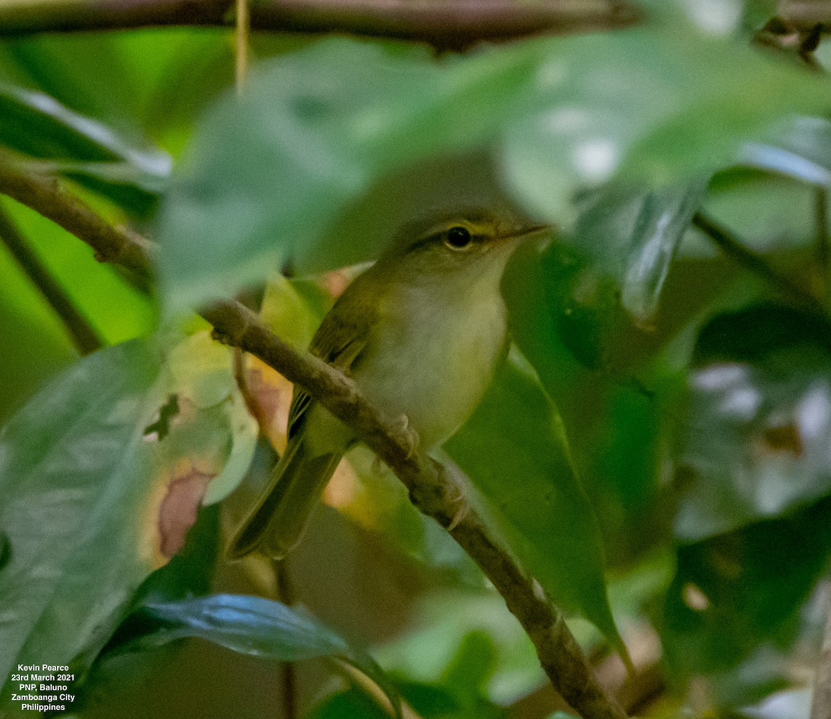 Philippine Leaf Warbler - ML319402621