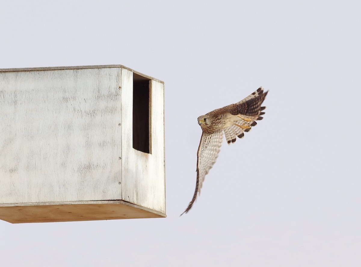 Eurasian Kestrel - ML319403211