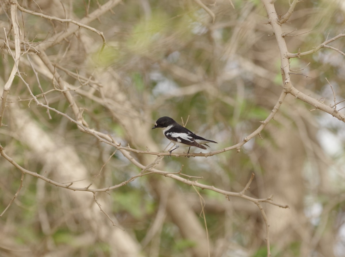 Semicollared Flycatcher - ML319403431