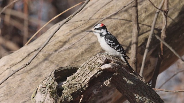 Hairy Woodpecker - ML319403461