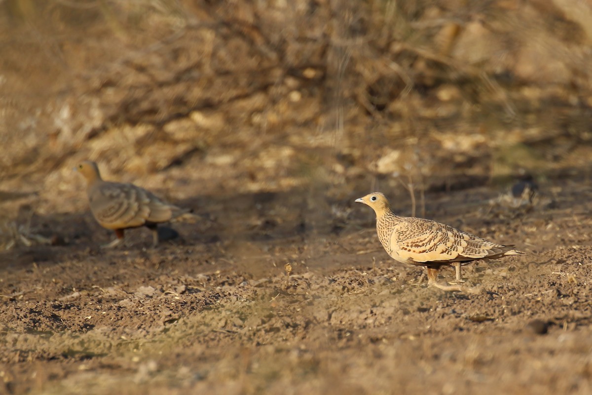 Chestnut-bellied Sandgrouse - ML319404941