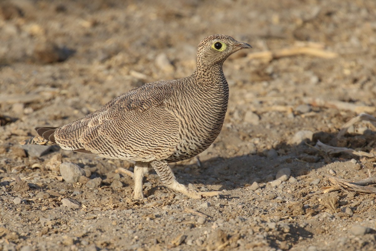 Lichtenstein's Sandgrouse - ML319405001