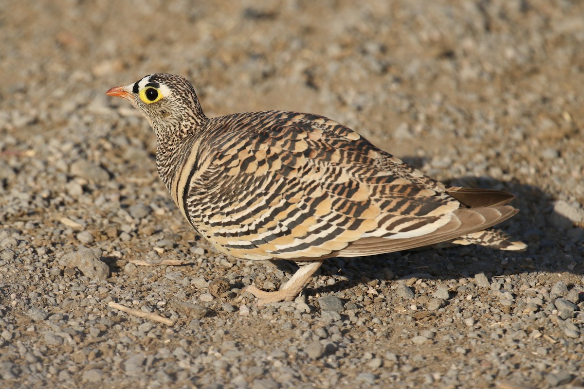 Lichtenstein's Sandgrouse - ML319405041