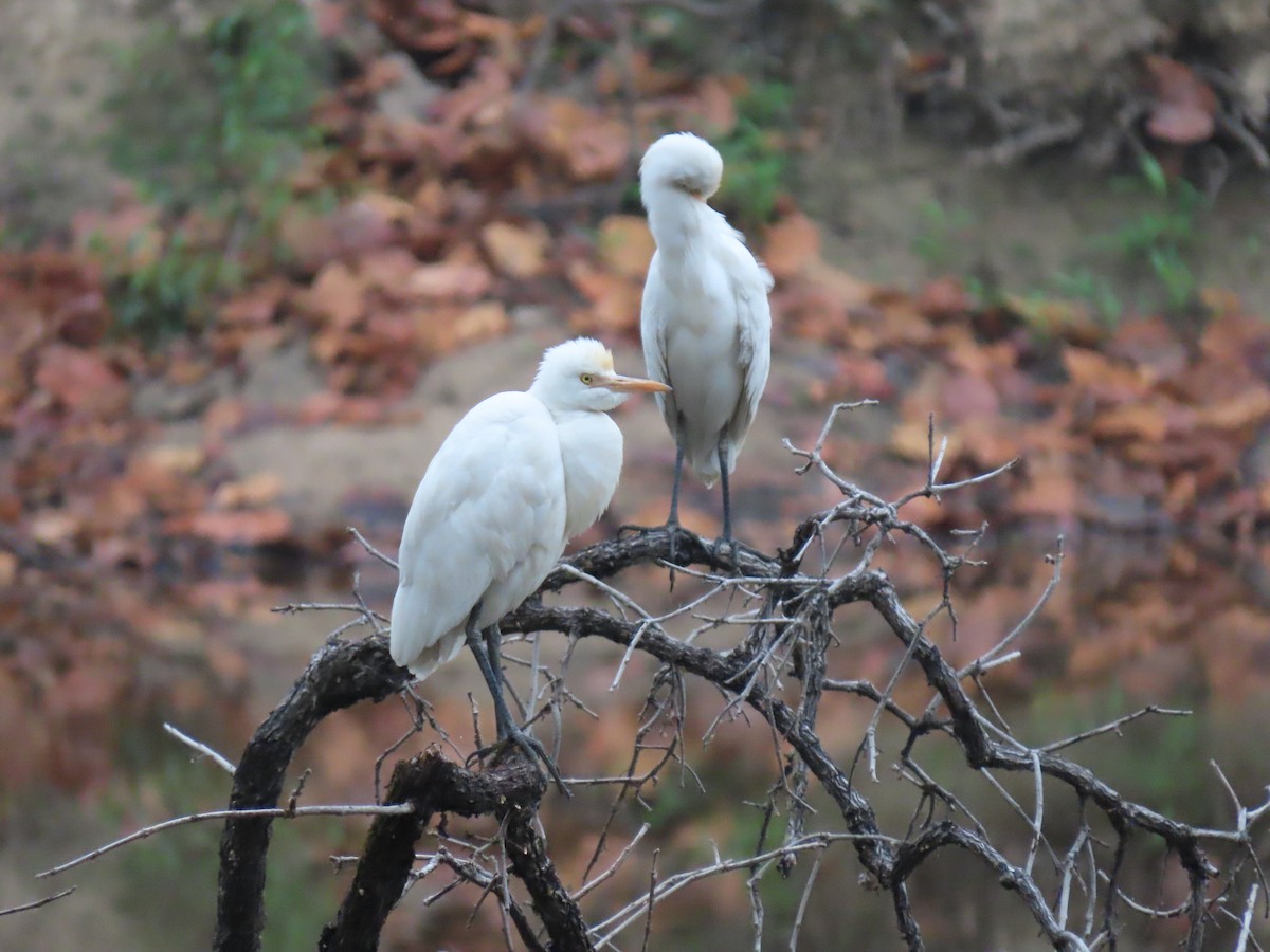 Eastern Cattle Egret - ML319405421