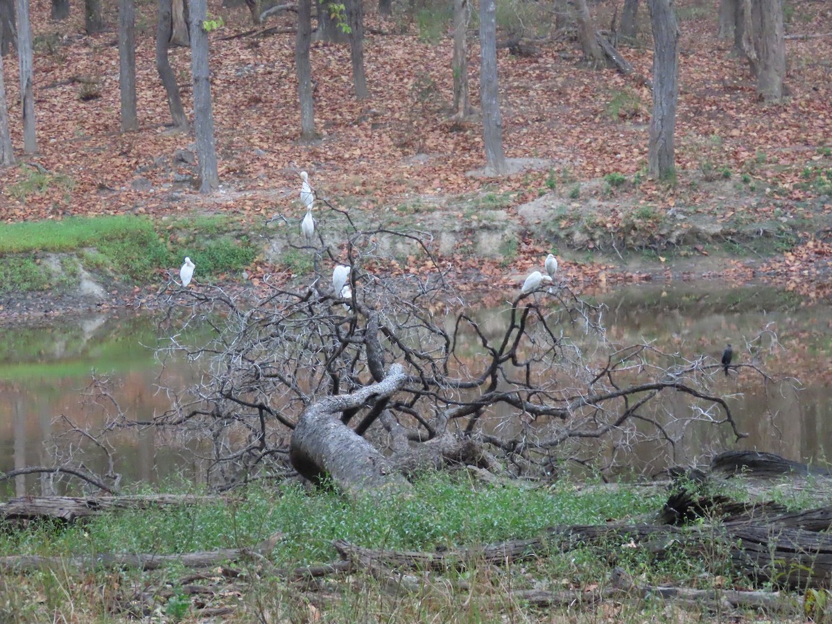 Eastern Cattle Egret - ML319405441