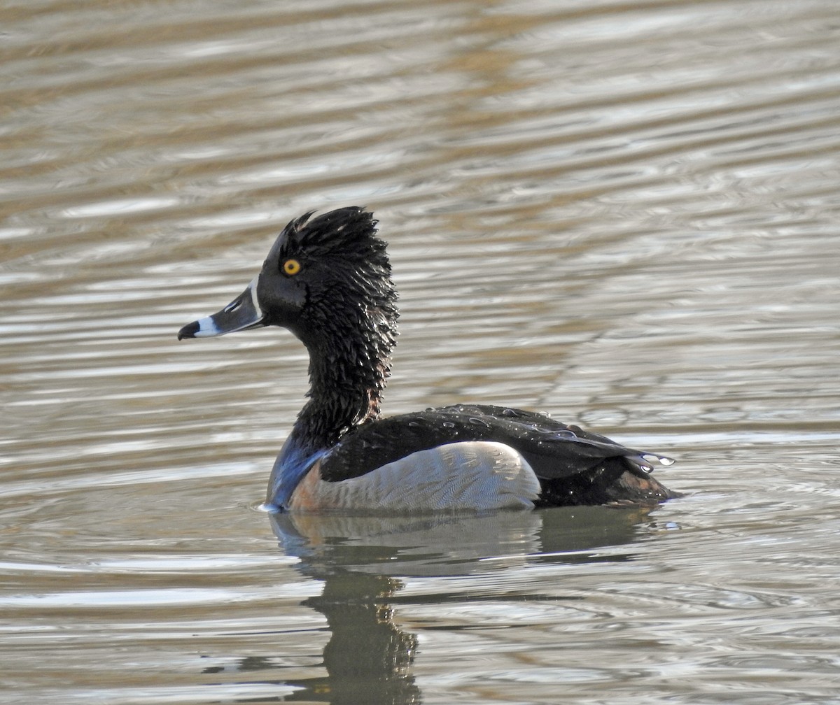 Ring-necked Duck - ML319406301