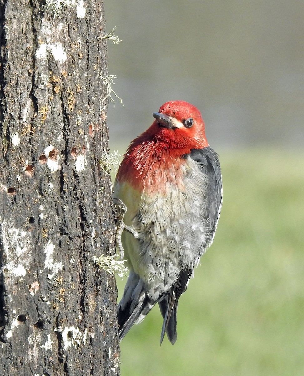 Red-breasted Sapsucker - ML319407141