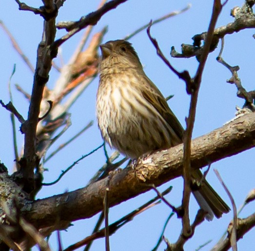 House Finch - ML319408181
