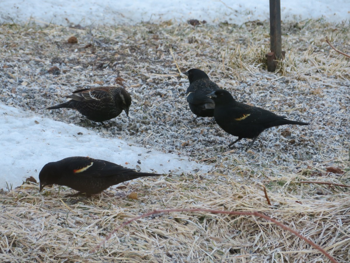 Red-winged Blackbird - ML319409961